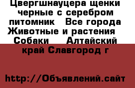 Цвергшнауцера щенки черные с серебром питомник - Все города Животные и растения » Собаки   . Алтайский край,Славгород г.